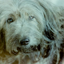 Begleiter auf vier Pfoten